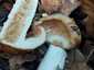 Büdös galambgomba (Russula foetens), Budai-hegység